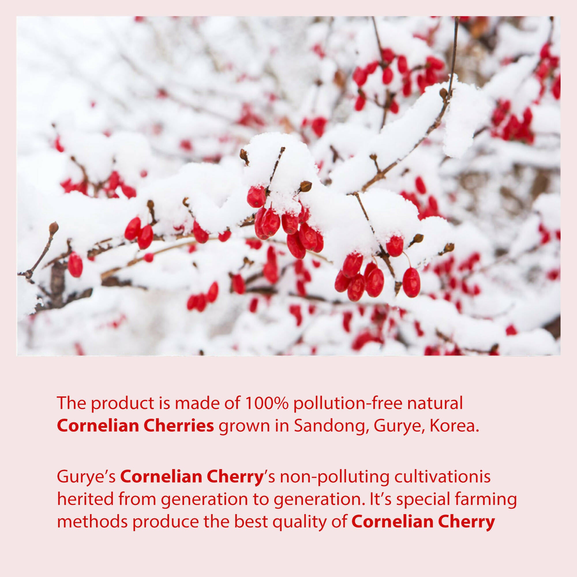 SOLAR BERRY Korean Cornus Fruit Syrup 375ml