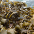 Wando Wild Kelp – Thick Root End (Stem) 500g