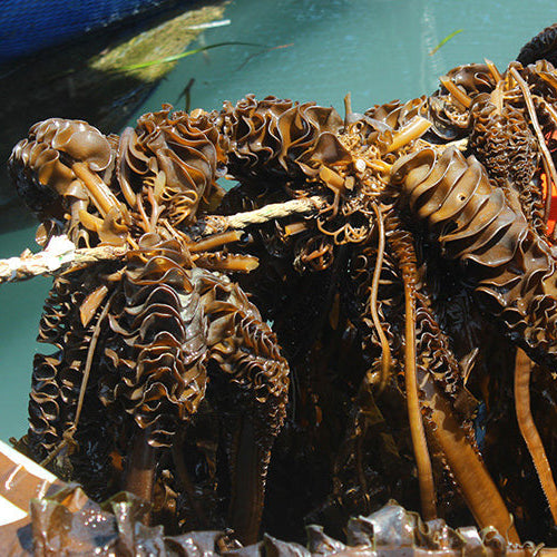 Dried Seaweed Stems (Miyeok-gwi) 300g