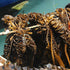 Dried Seaweed Stems (Miyeok-gwi) 300g